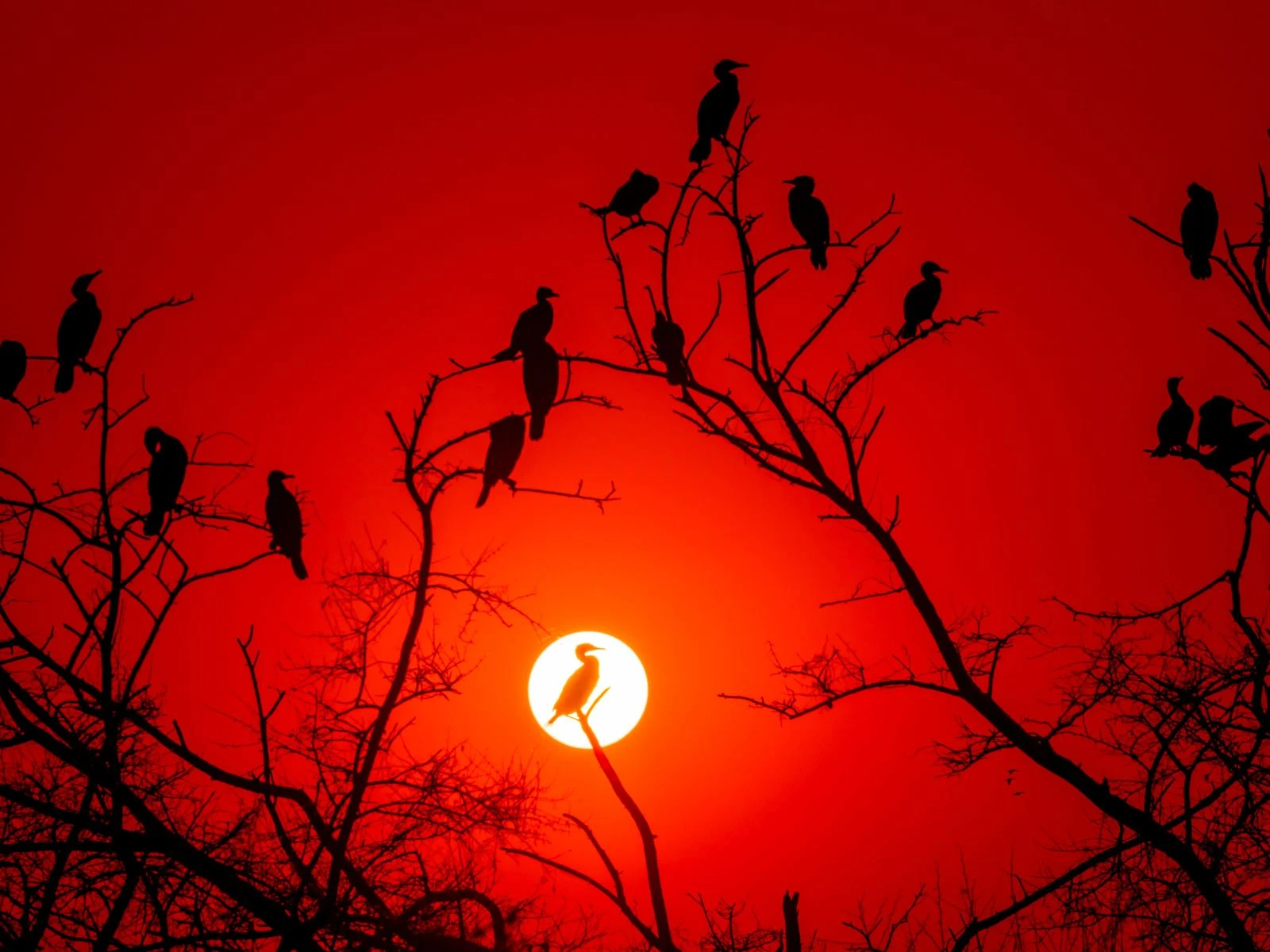 Birdlife of Rajasthan